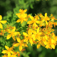 Dr Clare johns wort oil skin care, nerve pain