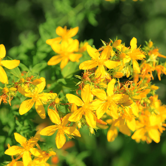 Dr Clare johns wort oil skin care, nerve pain
