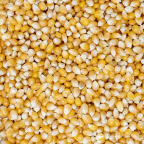 Close-up overhead view of a large pile of raw, dried yellow corn kernels.