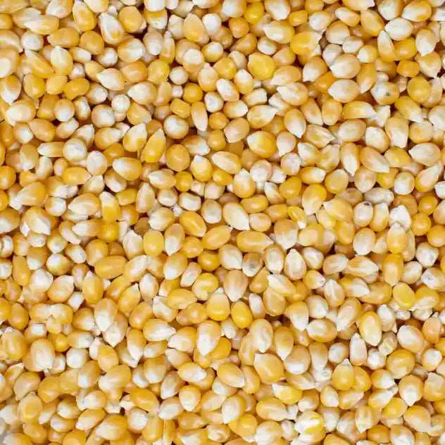 Close-up overhead view of a large pile of raw, dried yellow corn kernels.