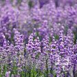 Dr Clare Lavender Water 100ml – natural lavender mist and toner to soothe skin, hydrate and promote relaxation.