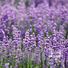 Dr Clare Lavender Water 100ml – natural lavender mist and toner to soothe skin, hydrate and promote relaxation.